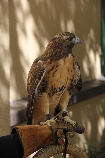 Red-Tailed Hawk