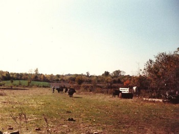 The Infamous Runway and Black Angus Cattle