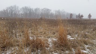 Snowing in Cammie's Field