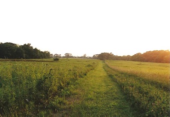 Cammie's Field