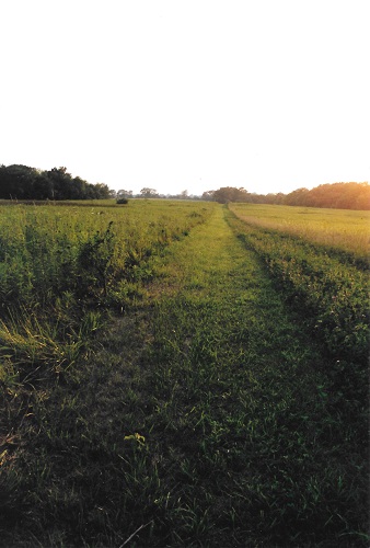 Path Through the Field