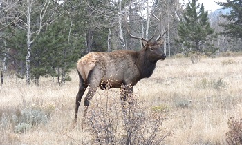 Bull Elk